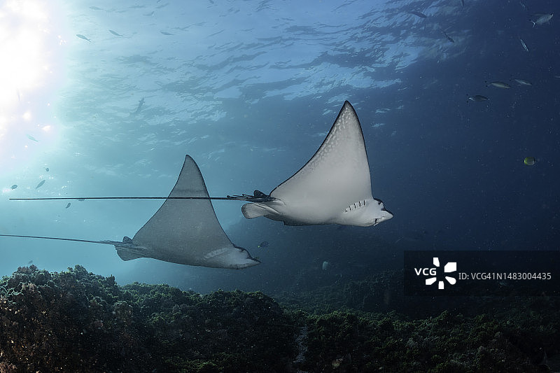 两条黑斑鹰鹞在澳大利亚新南威尔士州的朱利安岩游泳图片素材