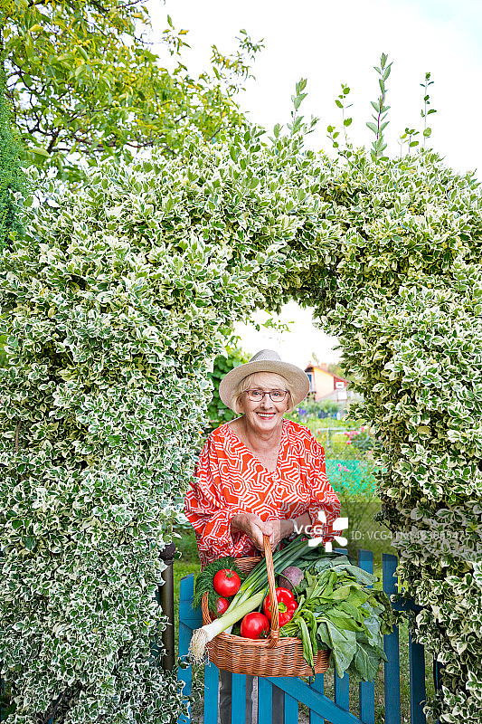 笑容满面的年长妇女倚靠在菜园栅栏上，手提蔬菜篮图片素材