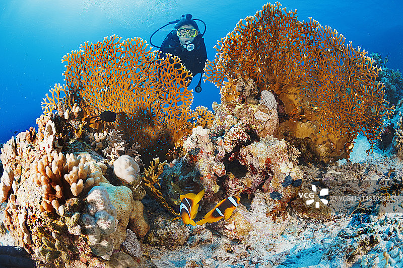 海葵和小丑鱼：水下海洋生物，珊瑚礁，水下摄影，水肺潜水员视角。背景中有一位潜水女性。图片素材