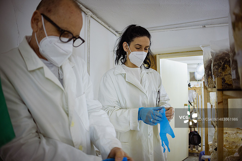 研究人员在蘑菇培养实验室工作图片素材