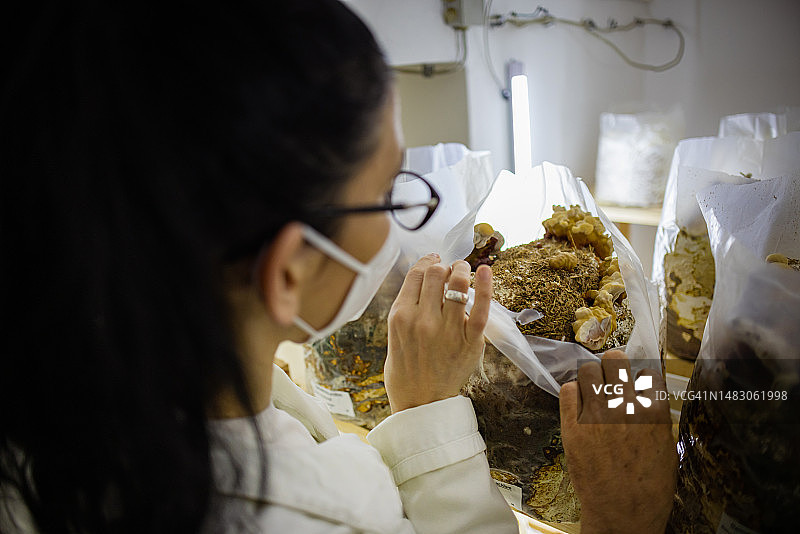 在可控实验室中培育蘑菇图片素材