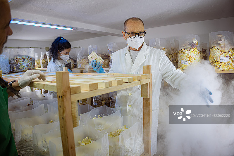 研究真菌以创造新型生物可堆肥材料图片素材