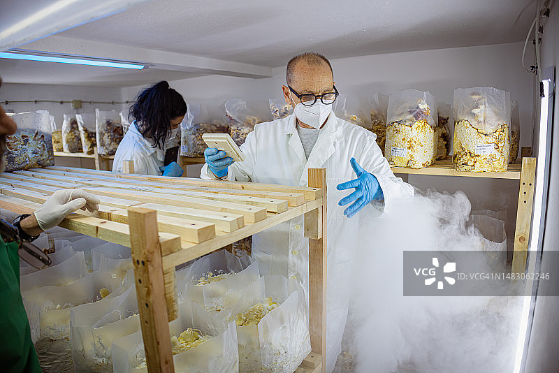 研究真菌以创造新型生物可堆肥材料图片素材