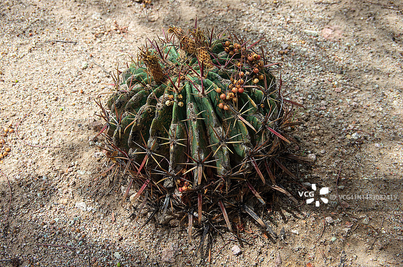 干旱环境中的强刺球属桶形仙人掌图片素材