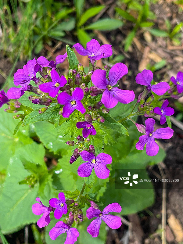 菝葜植物绿色叶子上的紫色花瓣图片素材