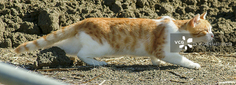 宠物猫图片素材