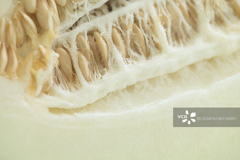 圣诞瓜（又名蟾皮瓜）特写图片素材