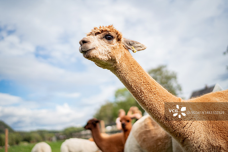 阳光下悠闲的羊驼图片素材