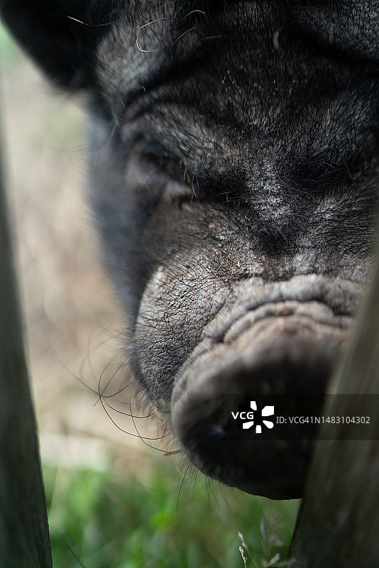 挪威农场里的大肚猪图片素材