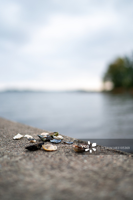 海螺素材合集图片素材