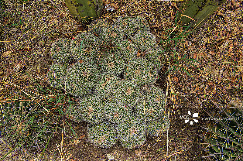 生长在干旱气候中的乳突球属仙人掌簇图片素材