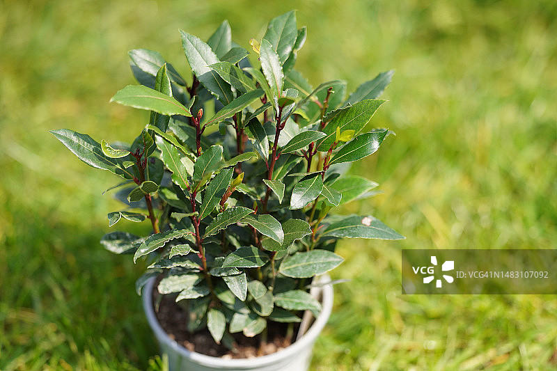 月桂树图片素材