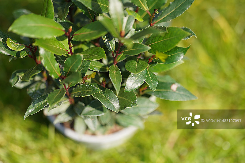 月桂树图片素材