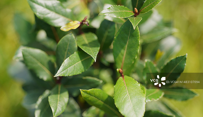 月桂树图片素材