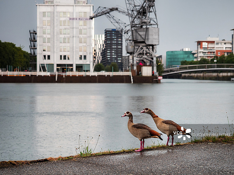 在斯特拉斯堡中心自由漫步的埃及鸭子图片素材