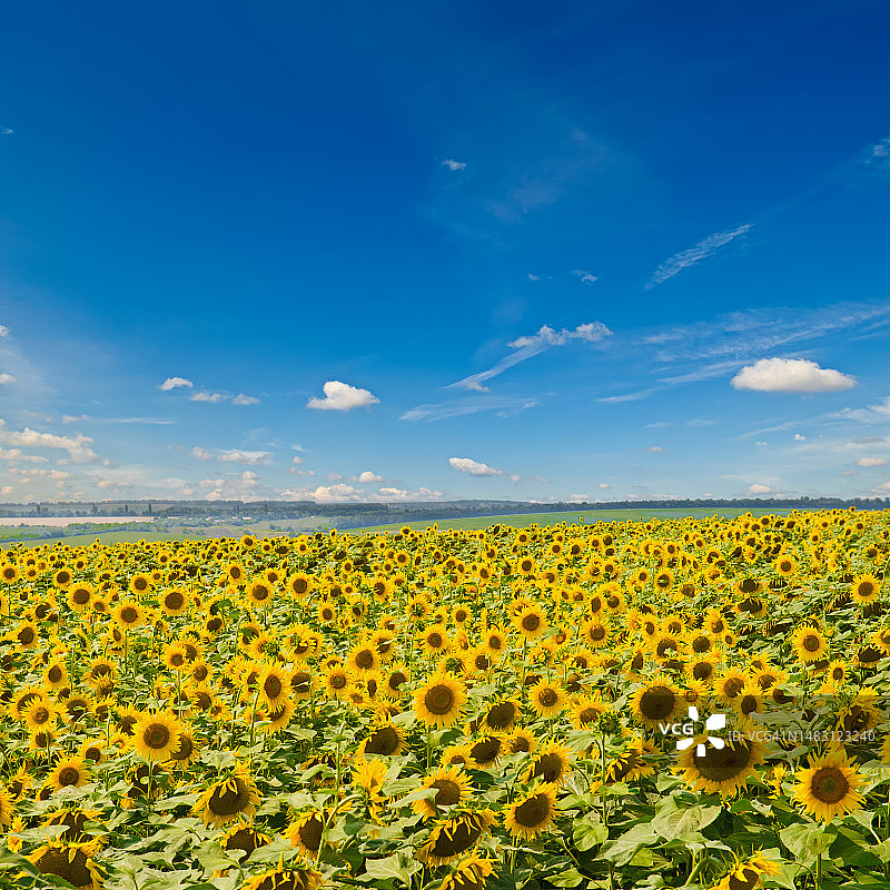 向日葵盛开的田野和天空。图片素材