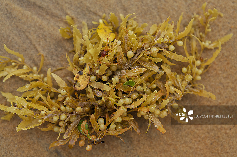 马尾藻图片素材