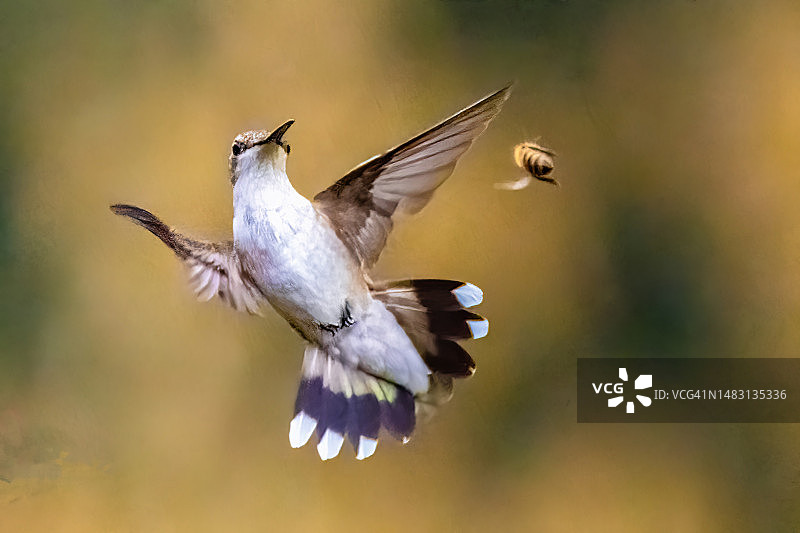 蜂鸟与蜜蜂图片素材