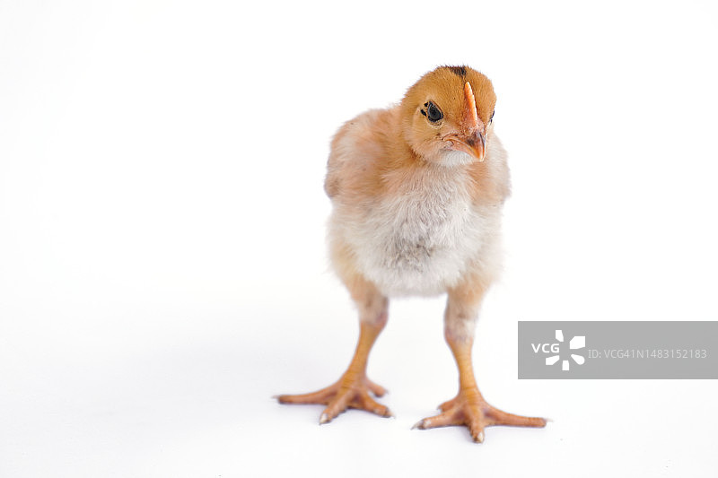 白色背景上的小鸡图片素材