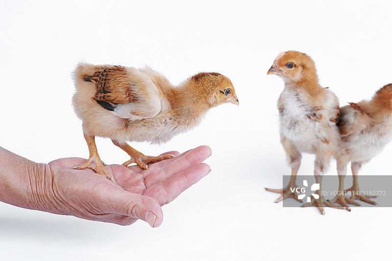 白色背景上手中的可爱黄色小鸡图片素材