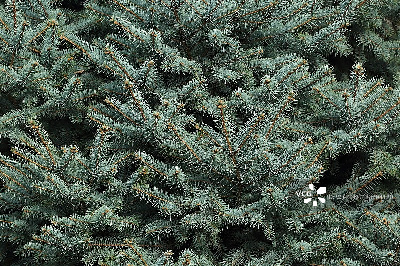 云杉针叶背景图片素材