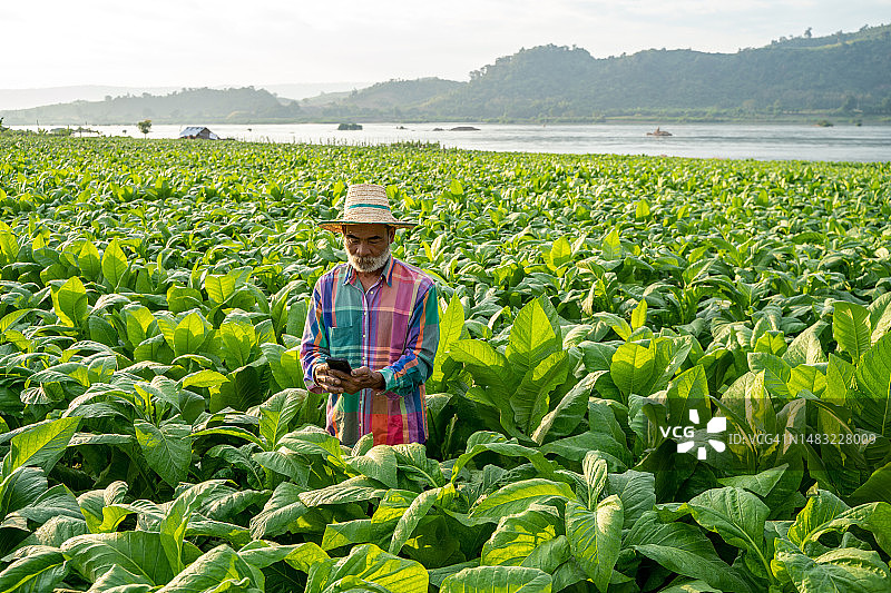 烟草农场，农民研究烟草农场的植物，烟草田图片素材