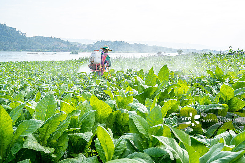 农民喷洒农药图片素材