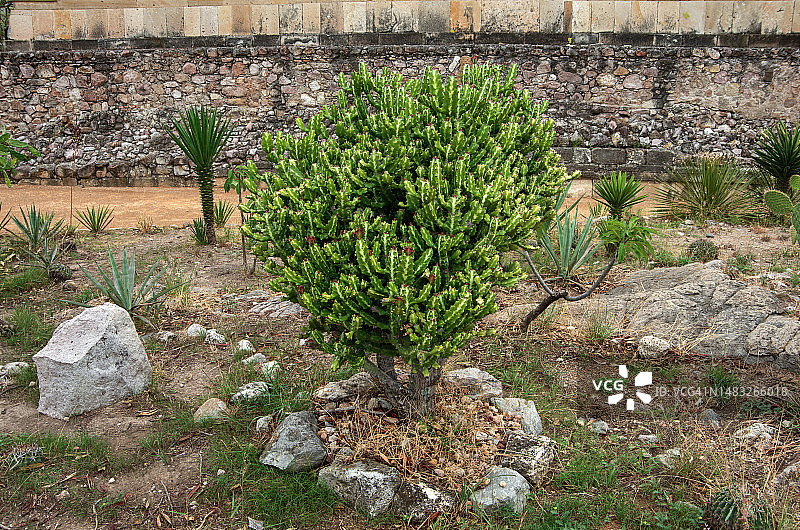 生长在干旱花园中的龙骨图片素材