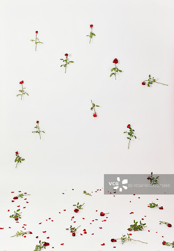 白色红玫瑰背景图片素材