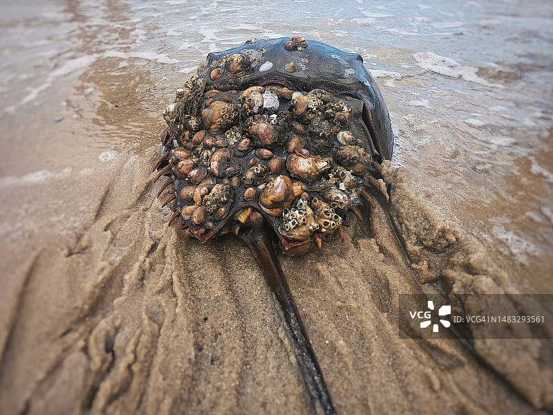海滩上覆盖着藤壶的鲎图片素材