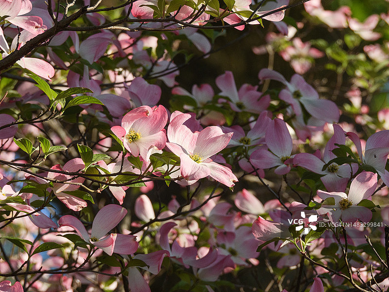 粉色山茱萸花图片素材
