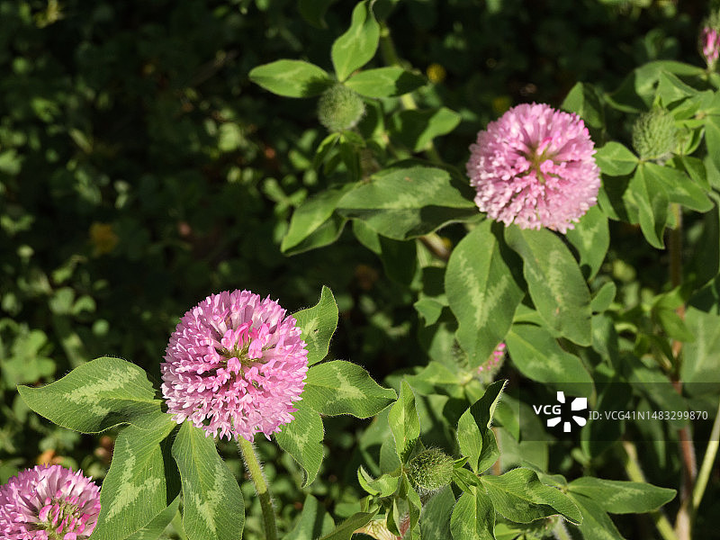 红三叶草花图片素材