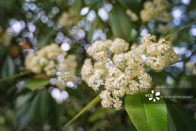 石楠花。图片素材