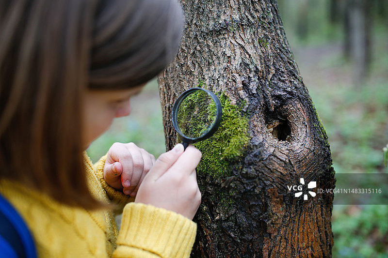 特写：少年用放大镜观察树干上的苔藓，在森林中研究自然和植物图片素材