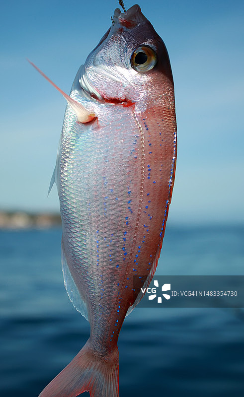 罗马尼亚海中鱼类特写图片素材