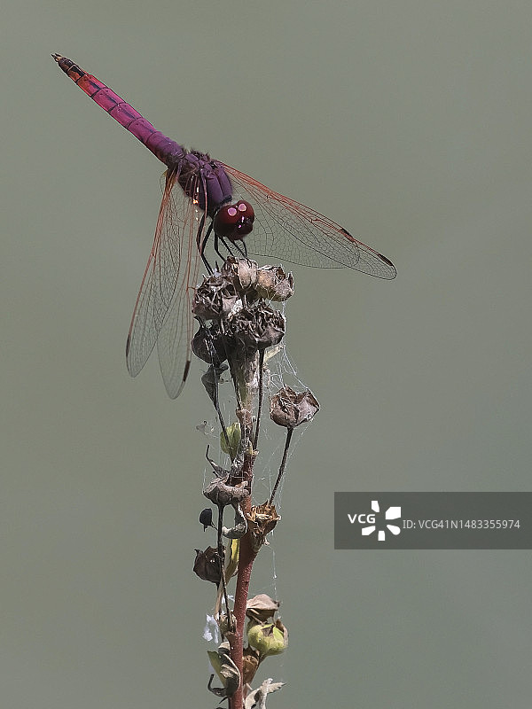 红色的蜻蜓图片素材