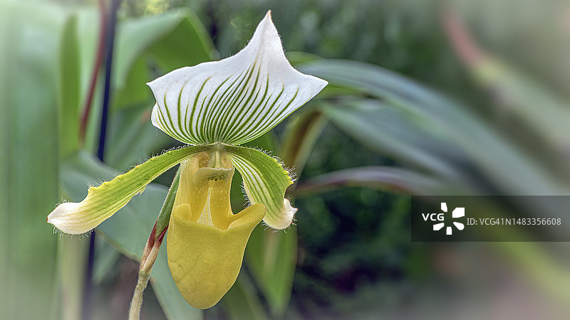 白色开花植物特写，爱沙尼亚图片素材
