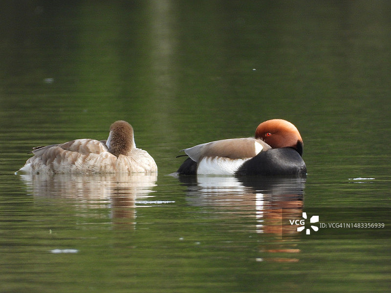 湖中游泳的两只鸭子图片素材