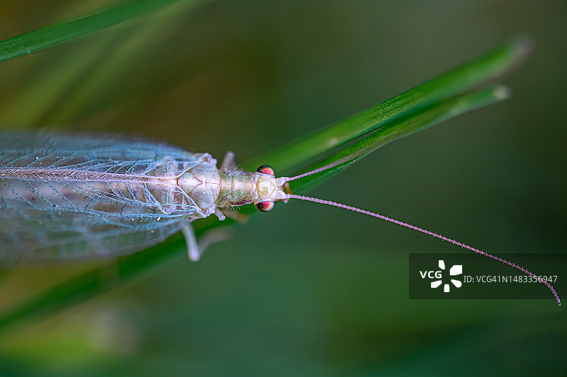 树叶上的昆虫特写图片素材