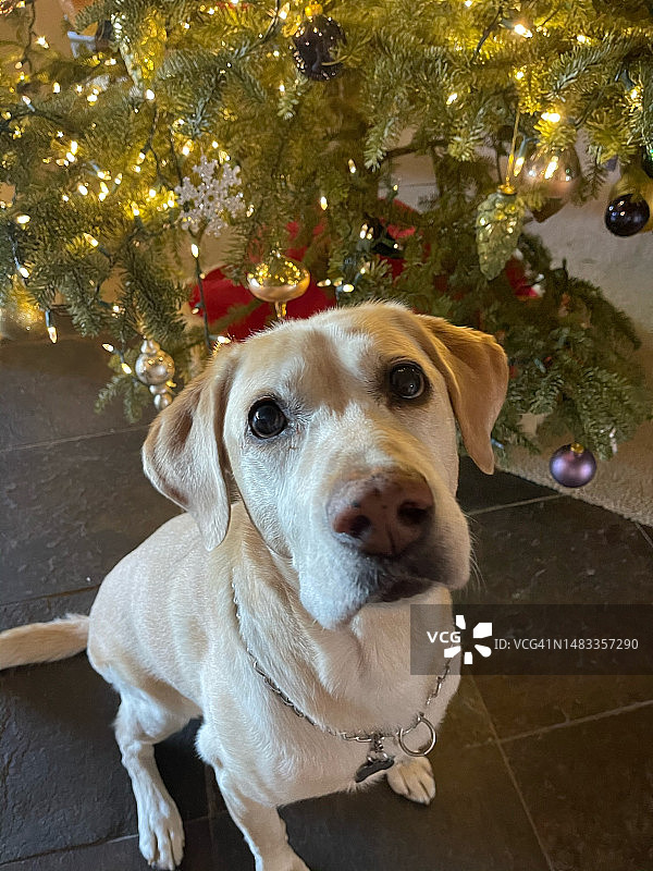在家里靠在圣诞树旁的狗特写，美国加利福尼亚州图片素材