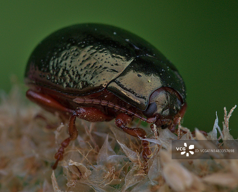 树叶上的昆虫特写图片素材