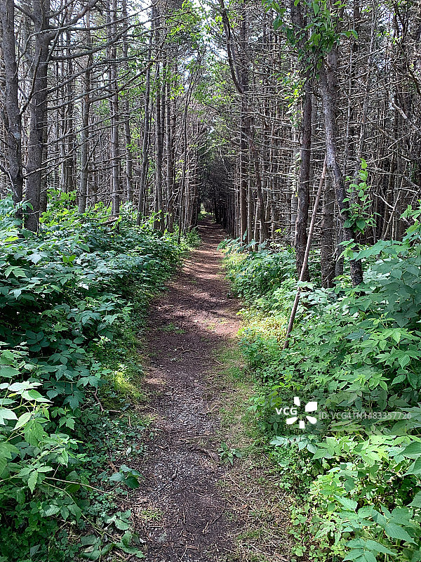生长在森林中的树木图片素材