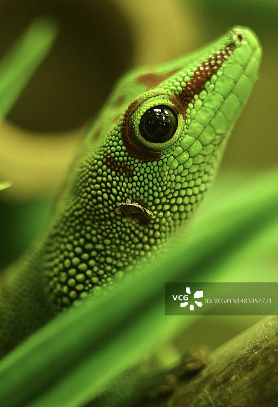 植物上的壁虎特写图片素材