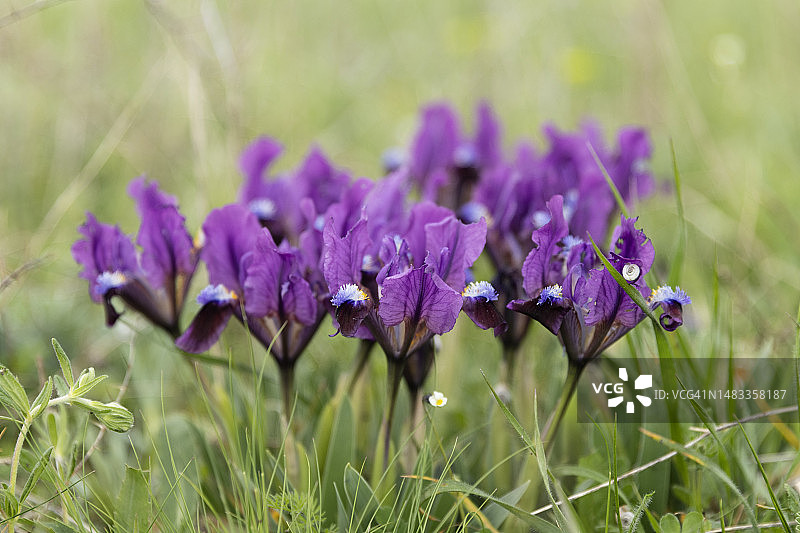 罗马尼亚矮鸢尾图片素材