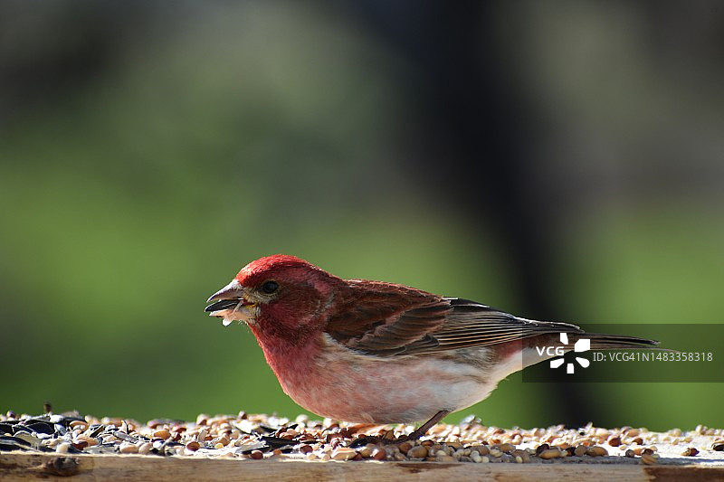加拿大红腹灰雀岩石特写图片素材