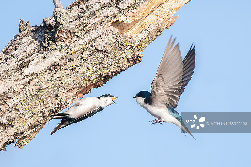 加拿大安大略省伦敦清澈天空中的飞鸟图片素材
