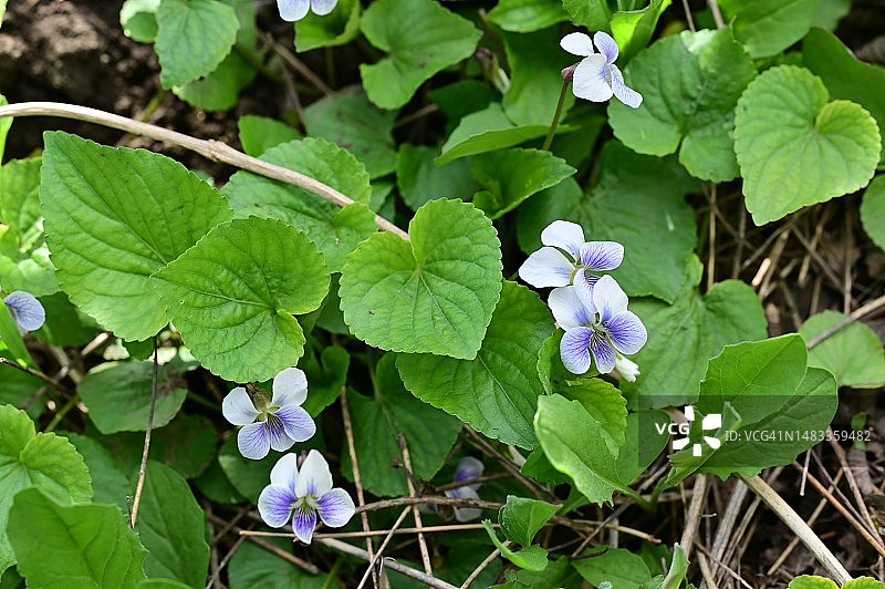 我花园里非常漂亮的彩色春花特写图片素材