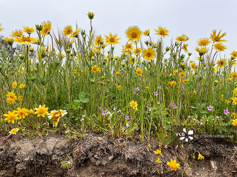 近距离拍摄的赖亚草野花和土壤图片素材