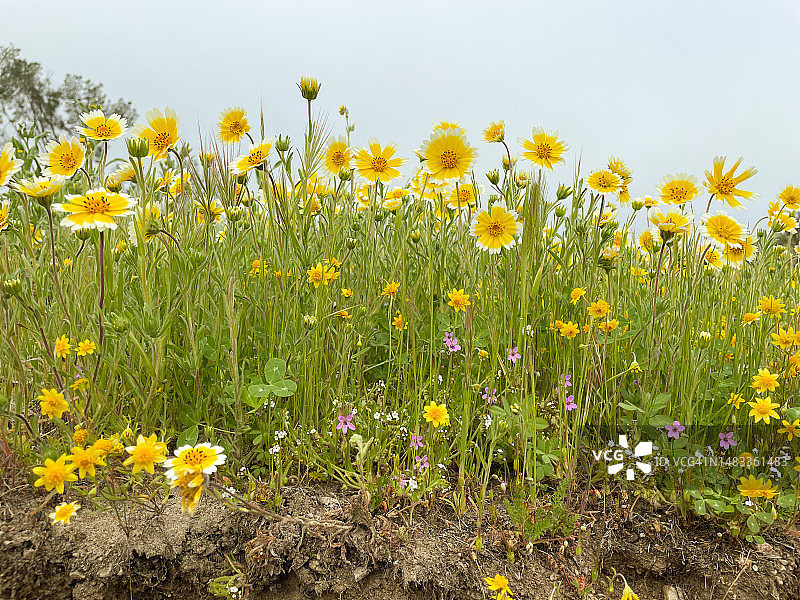 野花花田表面景观图片素材