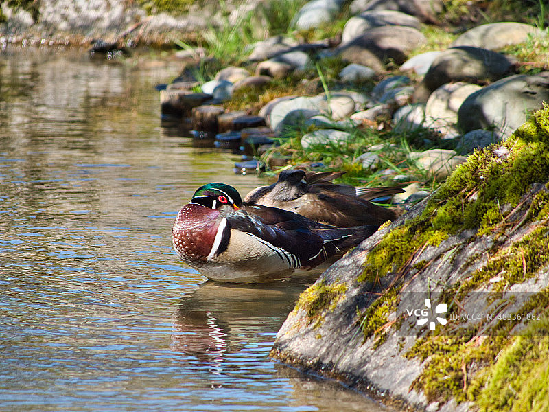 正在睡觉的雄性林鸳鸯图片素材